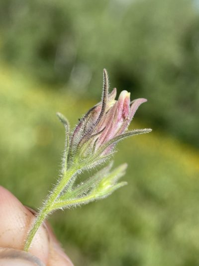 Cordylanthus capitatus, photographed by Matt Berger