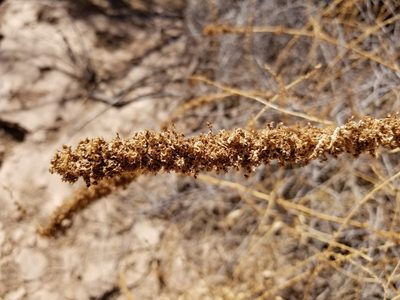 Amaranthus fimbriatus, photographed by Bob Miller