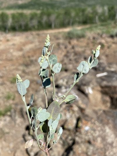 Chenopodium atrovirens, photographed by Matt Berger