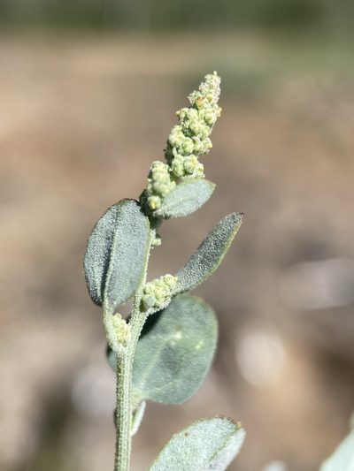 Chenopodium atrovirens, photographed by Matt Berger