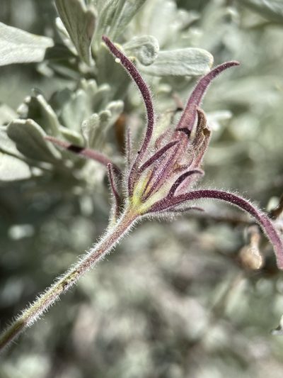 Cordylanthus capitatus, photographed by Matt Berger