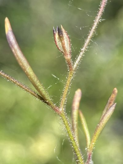 Navarretia sinistra, photographed by Matt Berger