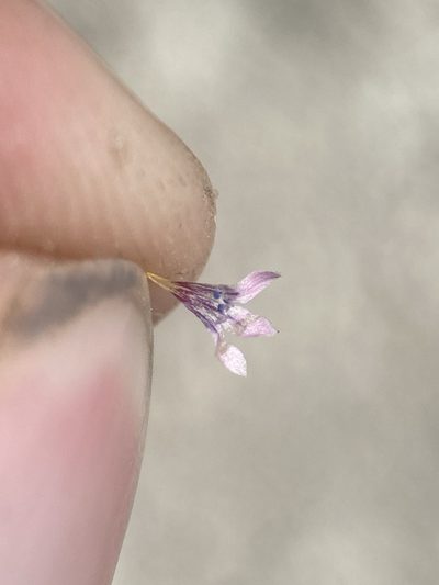 Navarretia sinistra, photographed by Matt Berger