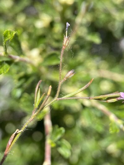 Navarretia sinistra, photographed by Matt Berger