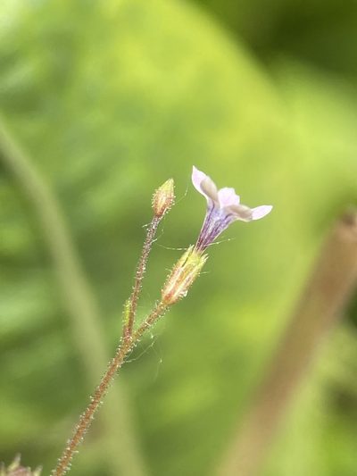 Navarretia sinistra, photographed by Matt Berger