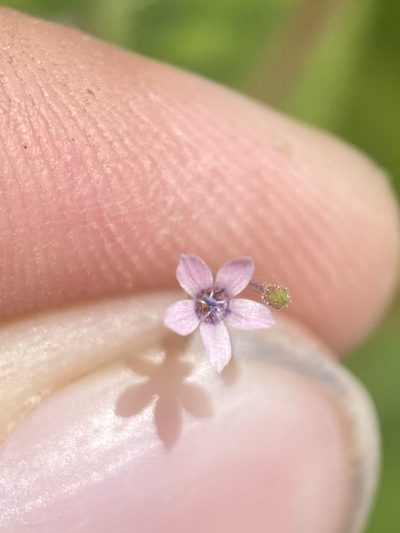 Navarretia sinistra, photographed by Matt Berger