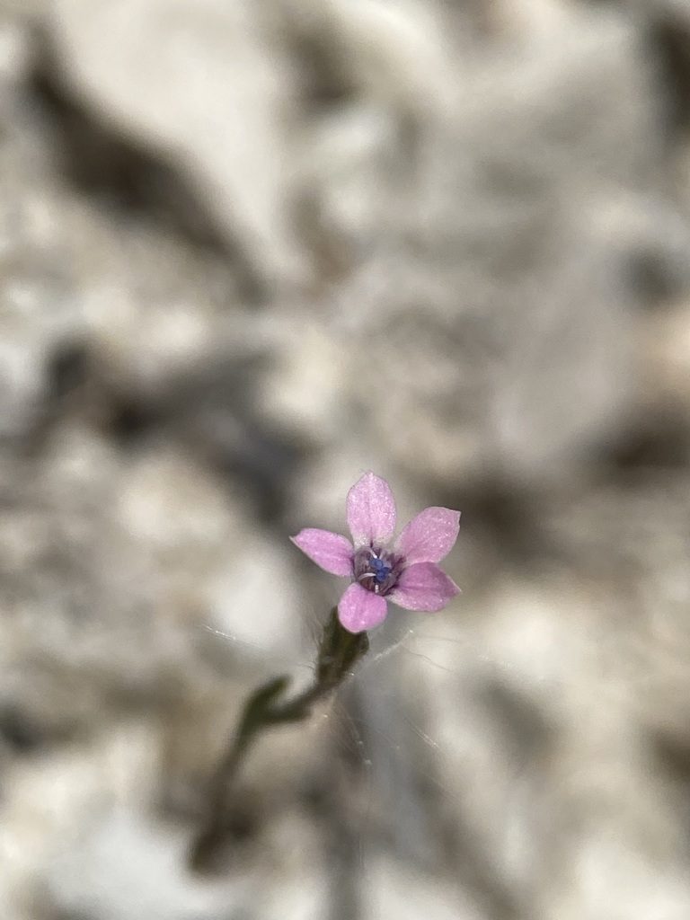 Navarretia sinistra, photographed by Matt Berger