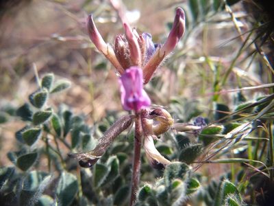 Astragalus malacus, photographed by Quinn Shemet