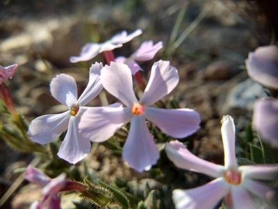 Phlox longifolia, photographed by Quinn Shemet