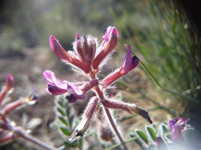 Astragalus malacus, photographed by Quinn Shemet
