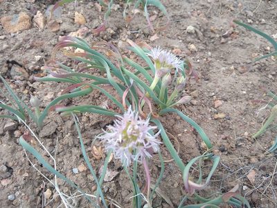 Allium anceps, photographed by Quinn Shemet