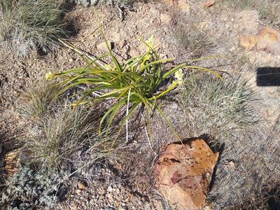 Toxicoscordion paniculatum, photographed by Quinn Shemet