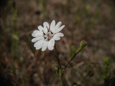 Blepharipappus scaber, photographed by Quinn Shemet