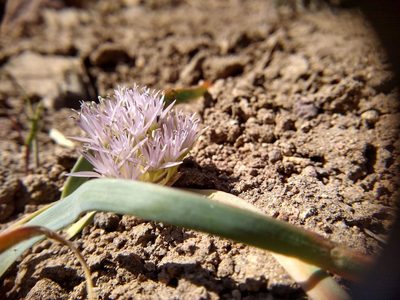 Allium anceps, photographed by Quinn Shemet