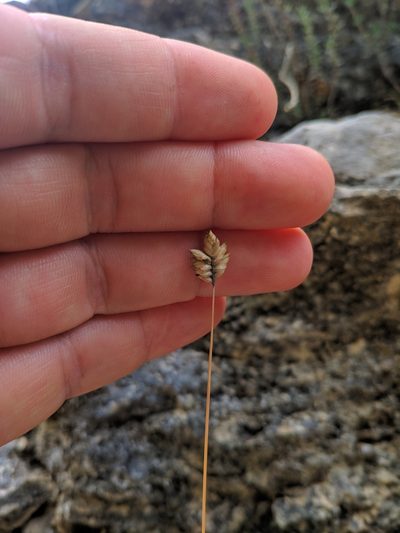 Oreochloa confusa, photographed by Denys Vynokurov