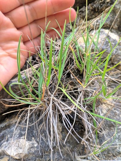 Oreochloa confusa, photographed by Denys Vynokurov