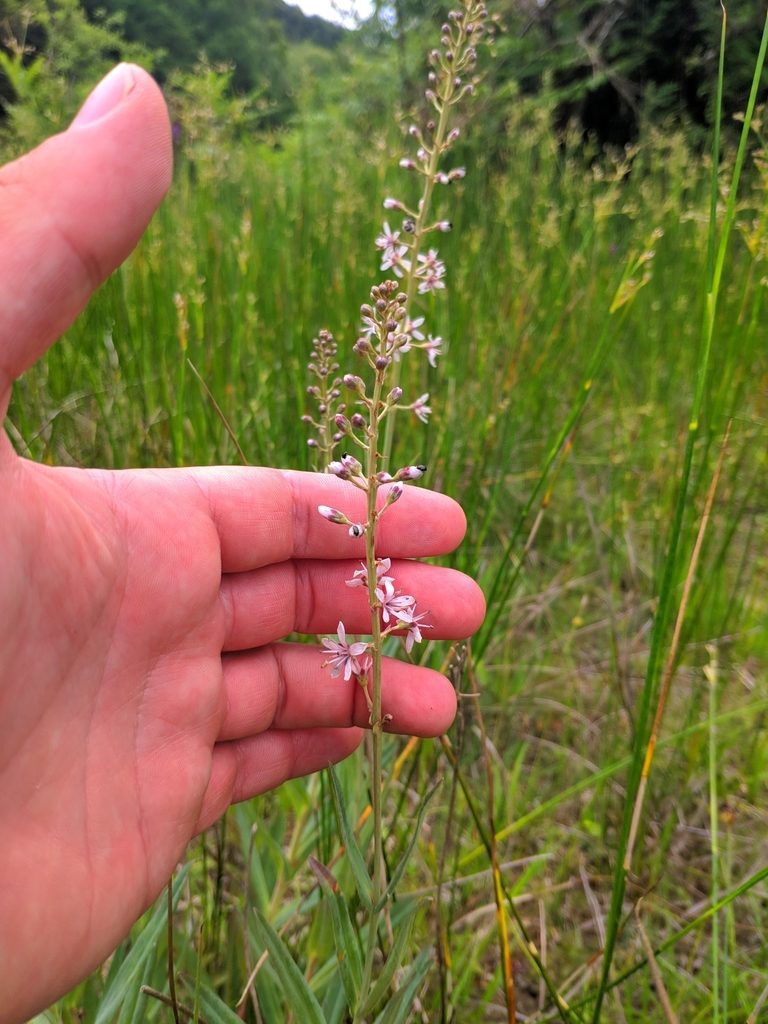 Lysimachia ephemerum, photographed by Denys Vynokurov