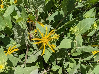 Agnorhiza elata, photographed by Zac Peterson