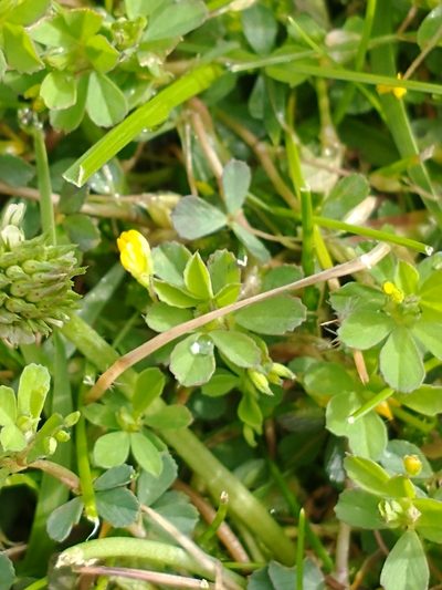 Trifolium micranthum, photographed by Wouter Van Landuyt