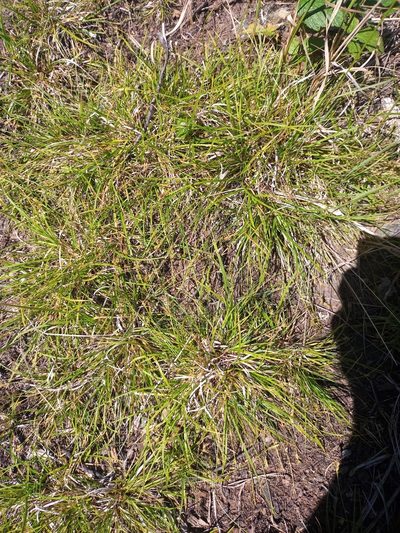 Carex deflexa, photographed by Reuven Martin