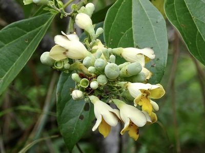 Gmelina chinensis, photographed by Toby Y