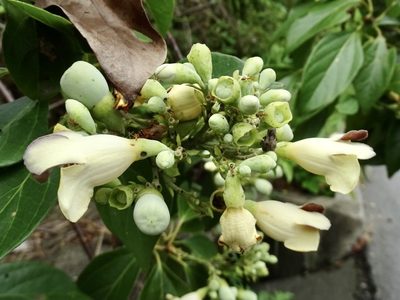 Gmelina chinensis, photographed by Toby Y
