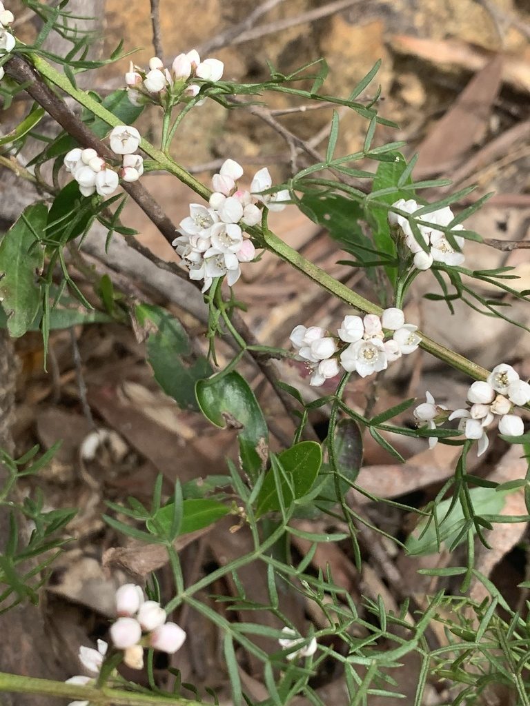 Cyanothamnus quadrangulus, photographed by Guy Taseski