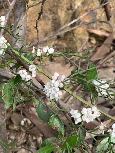 Cyanothamnus quadrangulus, photographed by Guy Taseski