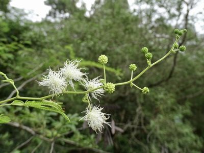Mimosa bimucronata, photographed by Toby Y