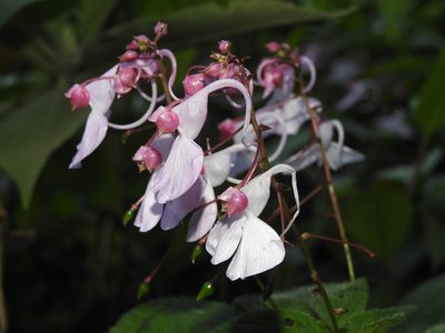 Impatiens maculata, photographed by Hopeland
