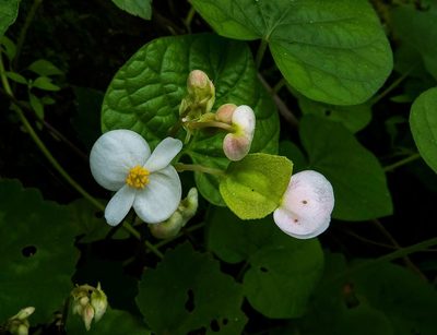 Begonia concanensis, photographed by Paulmathi Vinod
