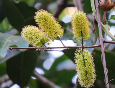 Combretum latifolium, photographed by Paulmathi Vinod