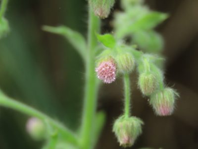 Blumea axillaris, photographed by chiuluan