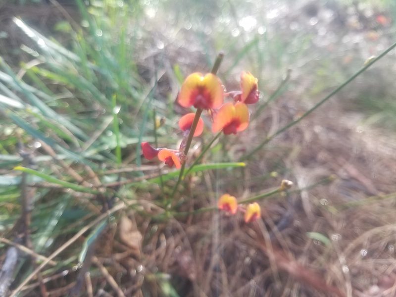 Daviesia triflora, photographed by A.J. Anderson