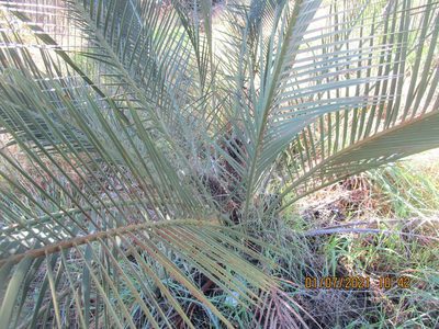 Macrozamia riedlei, photographed by A.J. Anderson