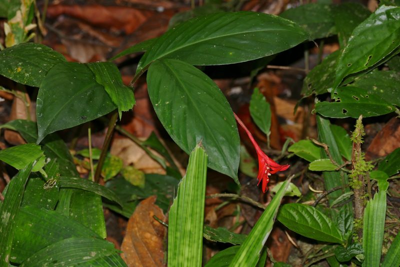 Globba atrosanguinea, photographed by Bernard DUPONT