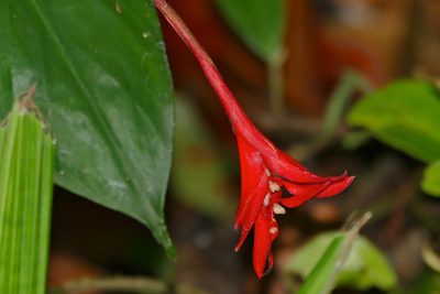 Globba atrosanguinea, photographed by Bernard DUPONT
