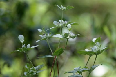 Pycnanthemum albescens, photographed by Lauren McLaurin
