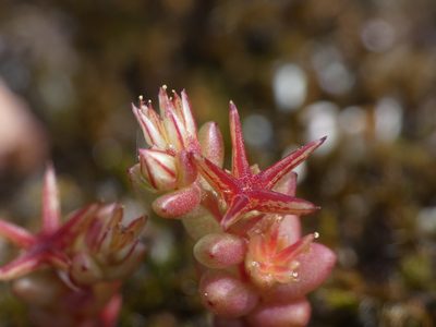 Sedum cespitosum, photographed by Yves Bas