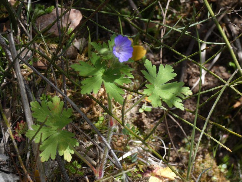 Geranium lanuginosum, photographed by Yves Bas