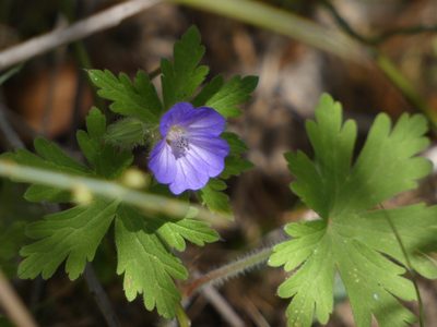 Geranium lanuginosum, photographed by Yves Bas