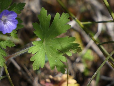 Geranium lanuginosum, photographed by Yves Bas
