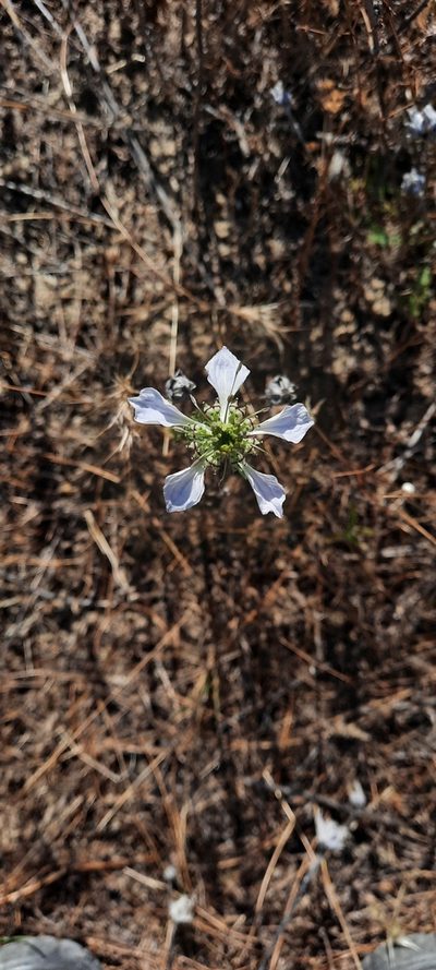 Nigella gallica, photographed by Cristian
