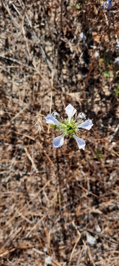 Nigella gallica, photographed by Cristian