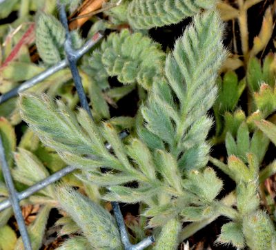 Potentilla bolanderi, photographed by Don Loarie