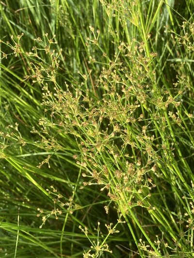 Juncus subnodulosus, photographed by Andre Hosper