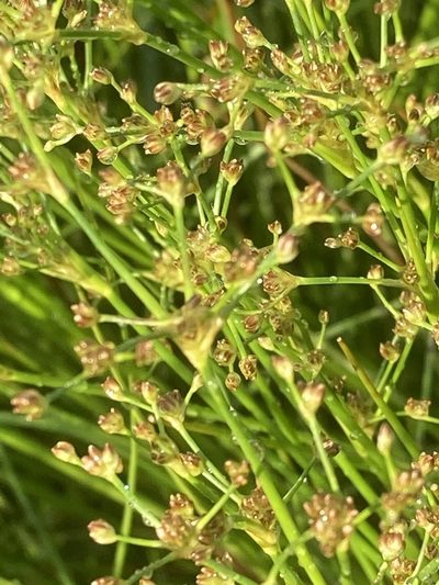 Juncus subnodulosus, photographed by Andre Hosper