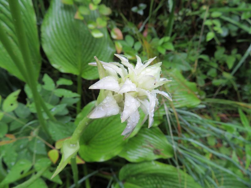 Hosta sieboldiana, photographed by Marco Mussita