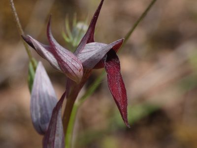 Serapias strictiflora, photographed by Yves Bas