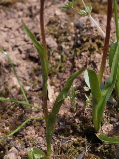 Serapias strictiflora, photographed by Yves Bas